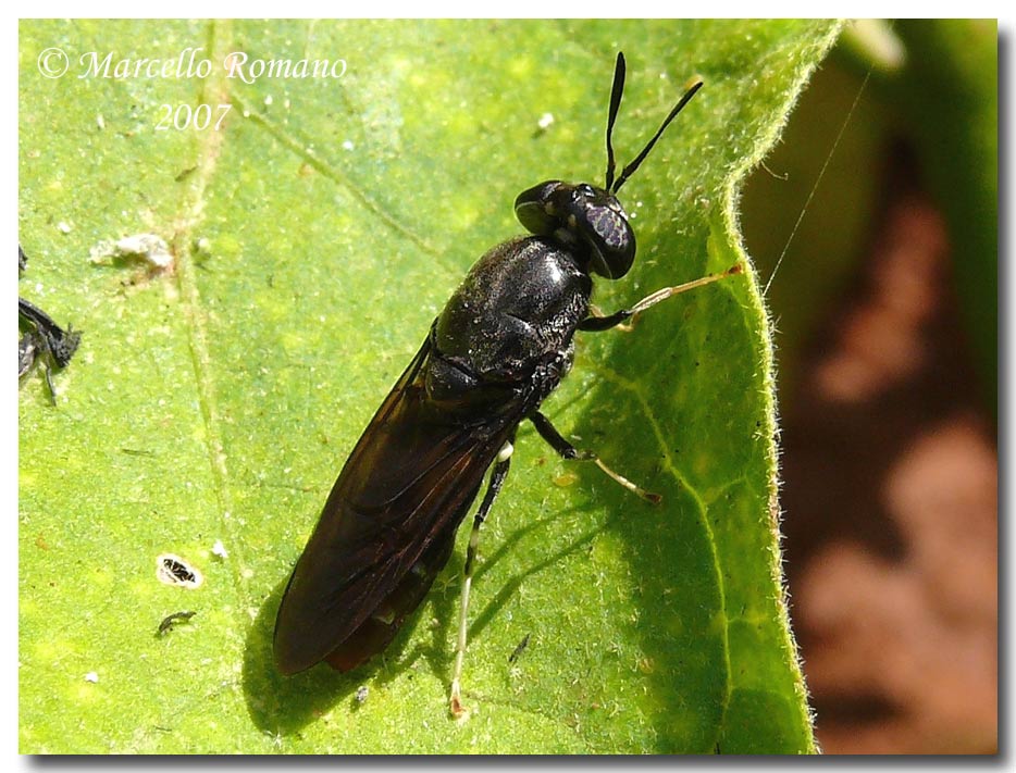 Hermetia illucens (Stratiomyidae) anche in Sicilia